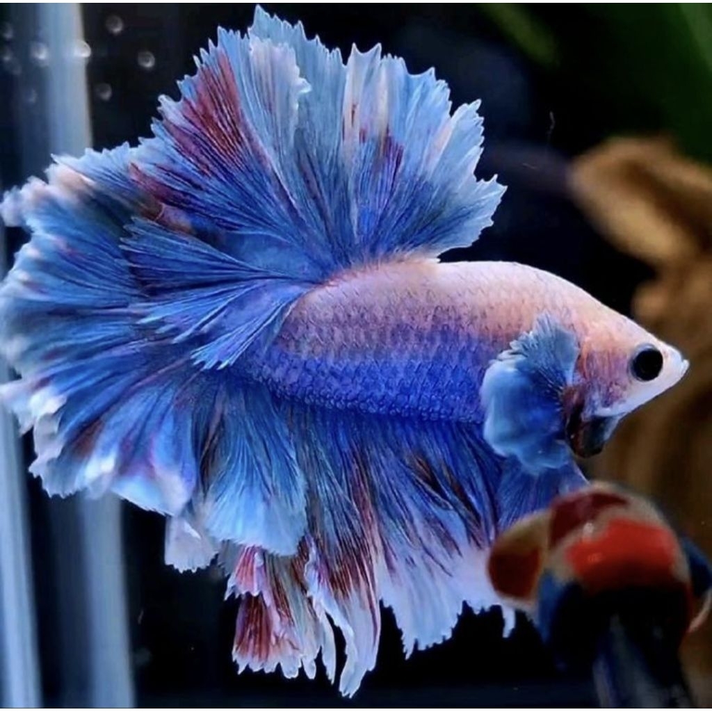 Ikan Cupang Halfmoon king rosetail Jantan - Hiasan Aquarium, Ekor Lebar, Garansi
