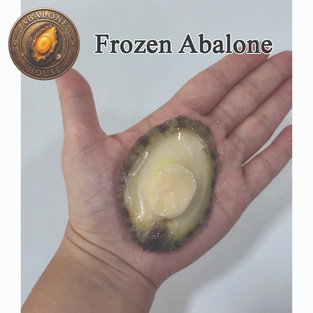 Fresh Abalone dari ABALONE HOUSE ukuran besar 12 bukan kalengan frozen vakum pack