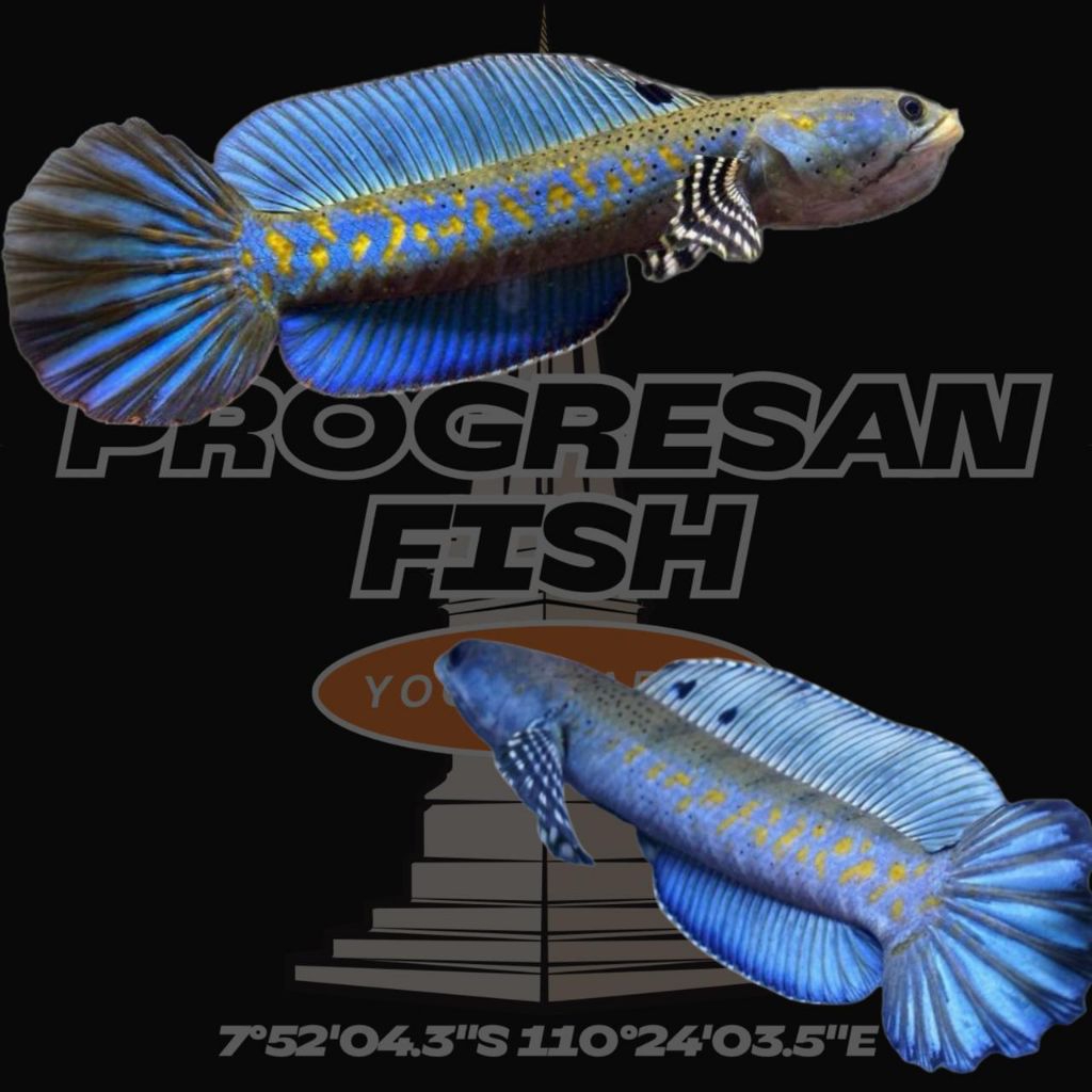Stiker Blue Pulcra