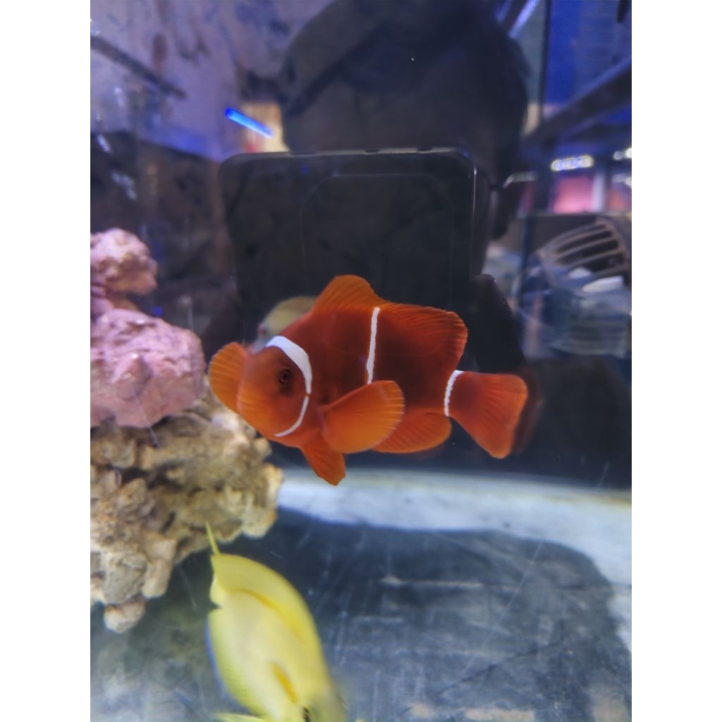 ikan balongan XL