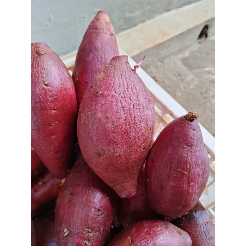 ubi ungu murasaki 1 kg