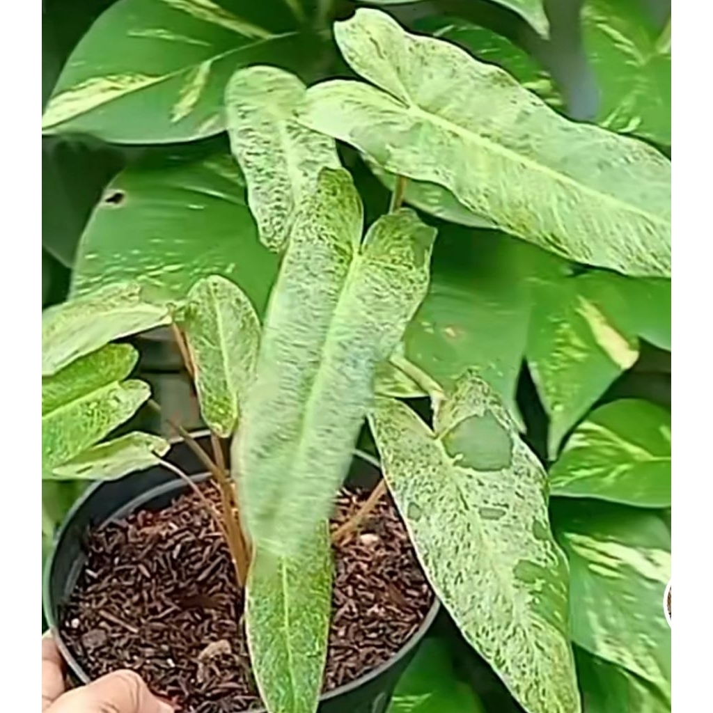 Paraiso verde ekonomis philodendron daun 2 sd 3 sudah akar