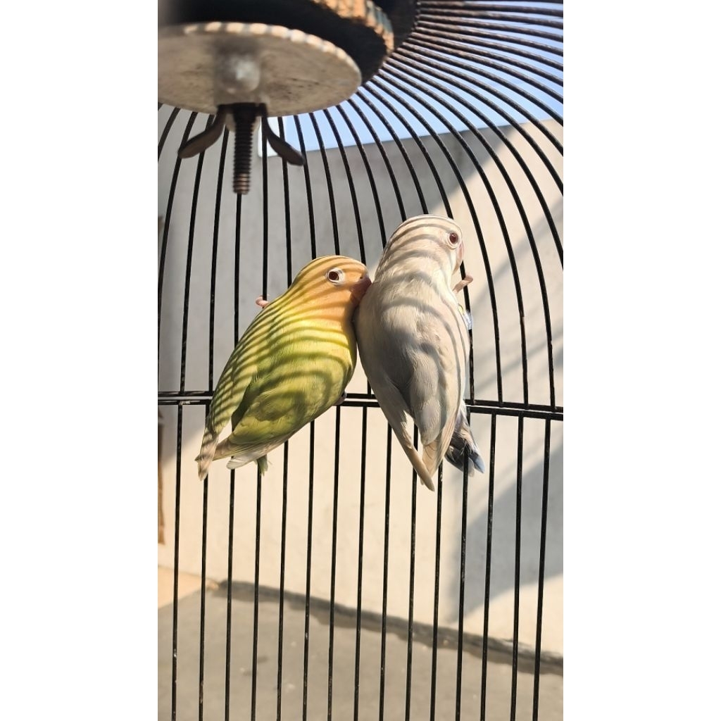 Lovebird Sepasang PF Vio MM x Aqua PF B1 MM