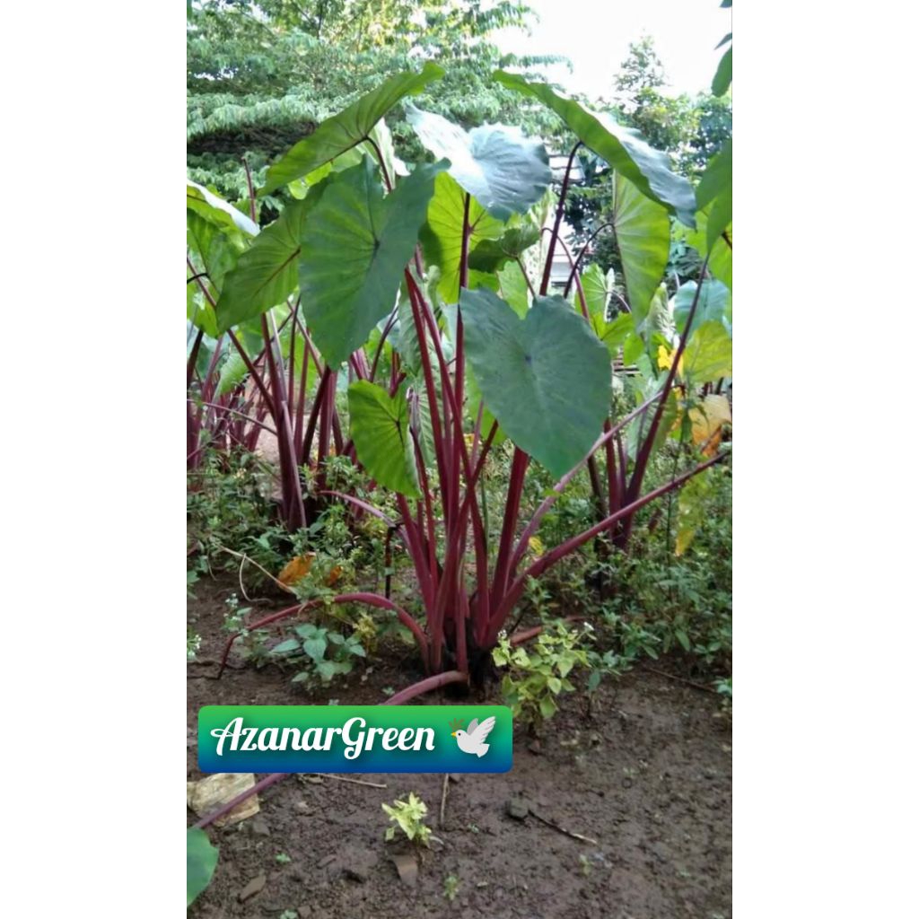 Bibit Talas Ungu Berkualitas // Talas bogor // Talas merah jepang