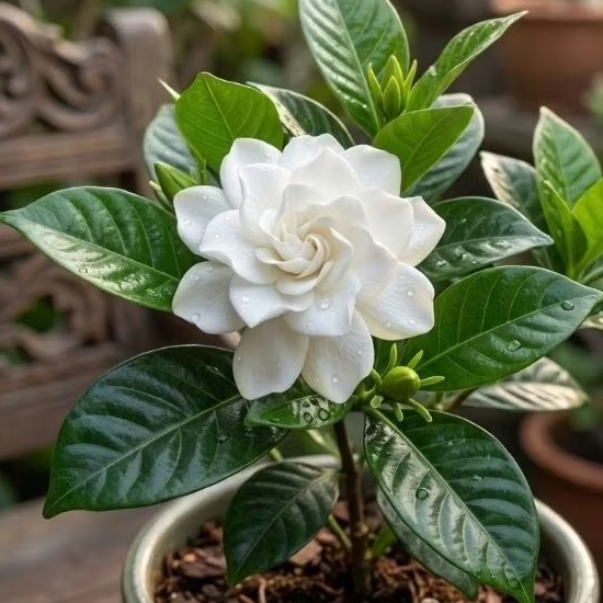 Tanaman Bunga Kaca Piring Gardenia Jasminoides - Pohon Bunga Kaca Piring Wangi Semerbak Pot