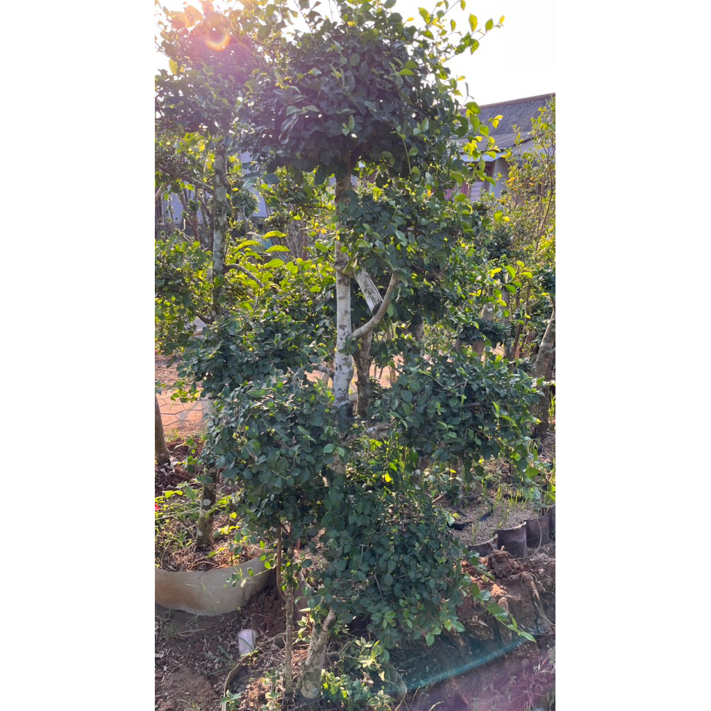 Bonsai Serut Taman Hiasan Taman / Halaman Rumah Sudah Bulat Geratis Packing Kayu