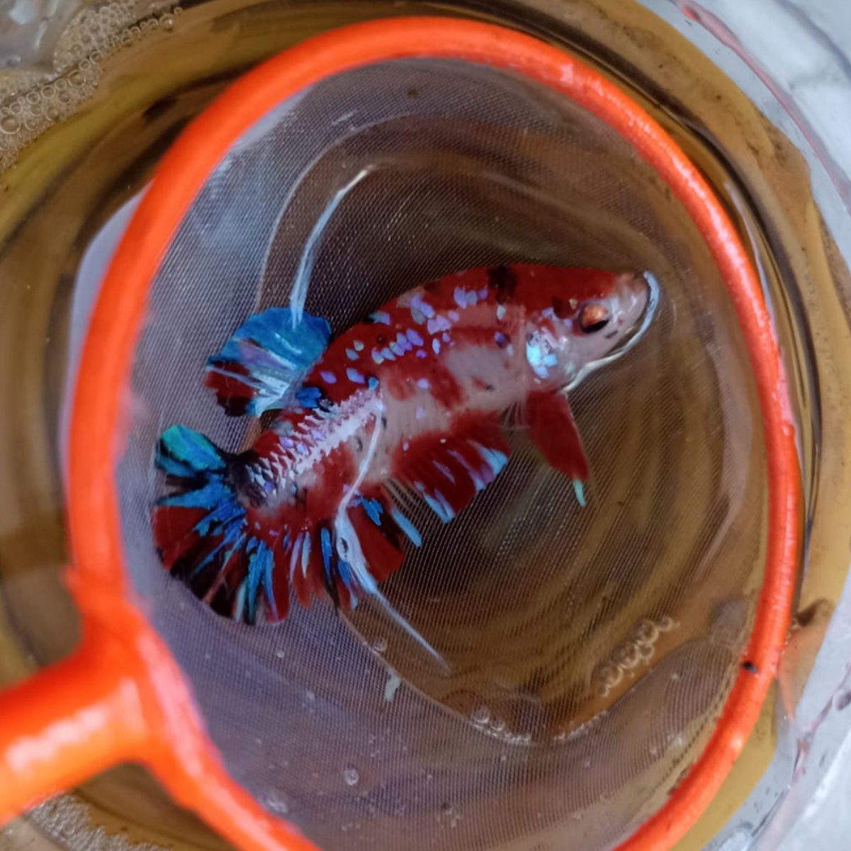 Ikan Cupang Multicolor Plakat Jantan Real Pict Sehat Aktif