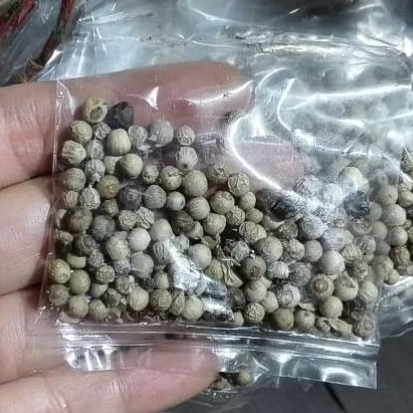 Sahang Biji Putih Sahang Biji Hitam Lada Biji