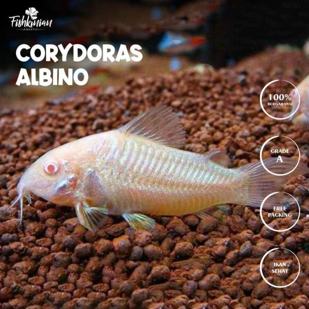 (INSTAN) CORYDORAS ALBINO INDUKAN ±6 CM