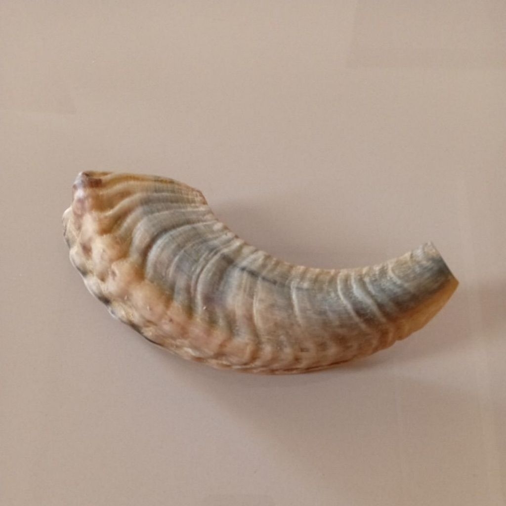 shofar 11,5 inch