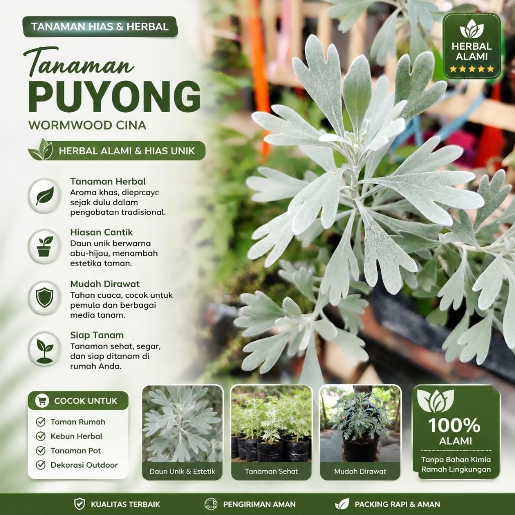 Tanaman Puyong / Tanaman Wormwood Cina Hidup – Herbal Alami & Tanaman Hias Unik