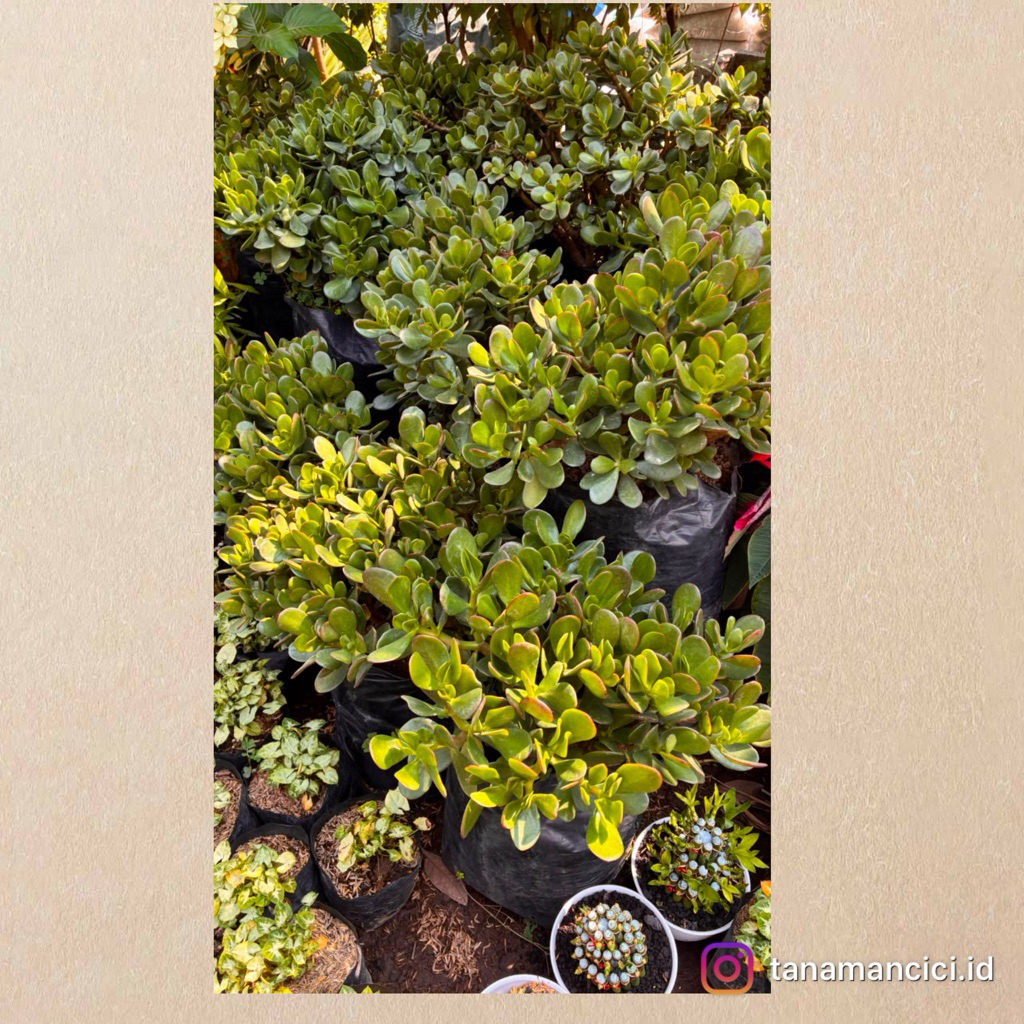 tanaman hias Jade Plant giok hijau real pict on polibag