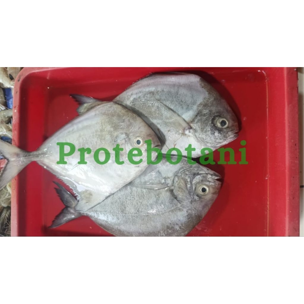 Ikan Bawal Laut Hitam