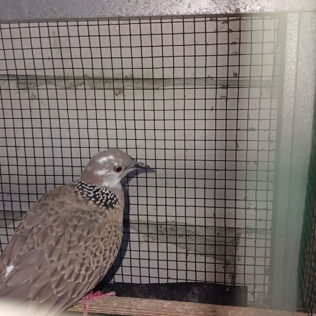 Burung Tekukur/Derkuku Blorok Betina