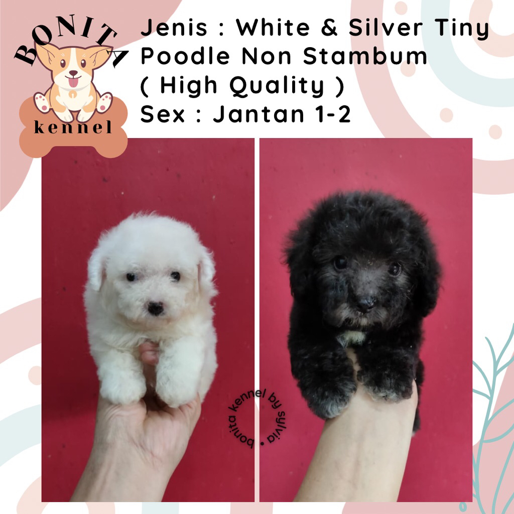 Apricot White Tiny Tea Cup Poodle Non Stambum Anakan Anjing Poodle Putih