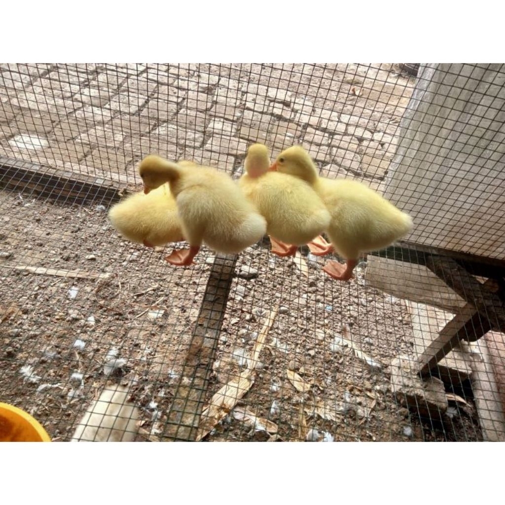Jual Anakan Angsa umur 2 minggu - Sehat, Lincah & Makan Rakus