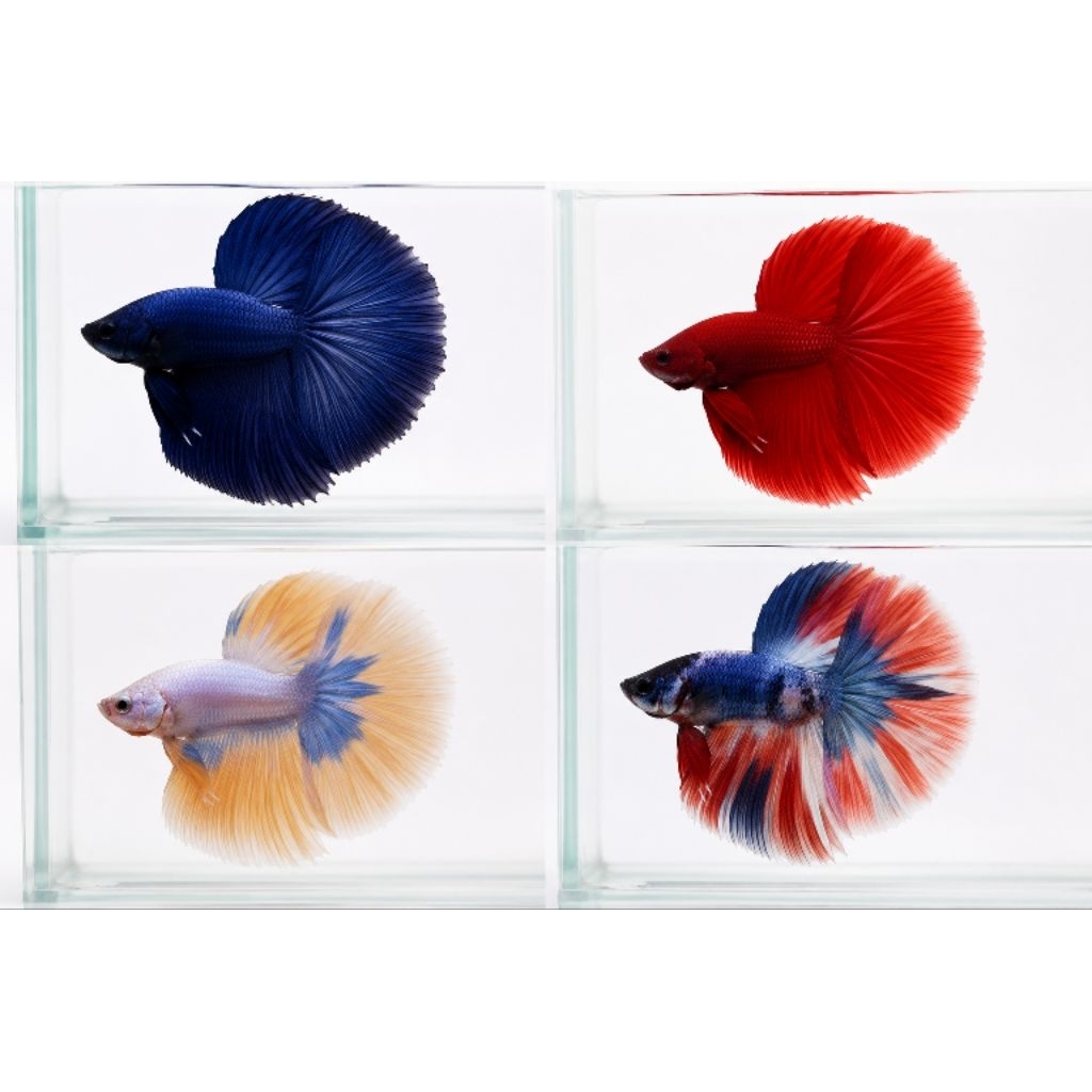 Ikan Cupang Hias Halfmoon Rosetail Size M - Warna Acak, Garansi Hidup, Gratis Pakan