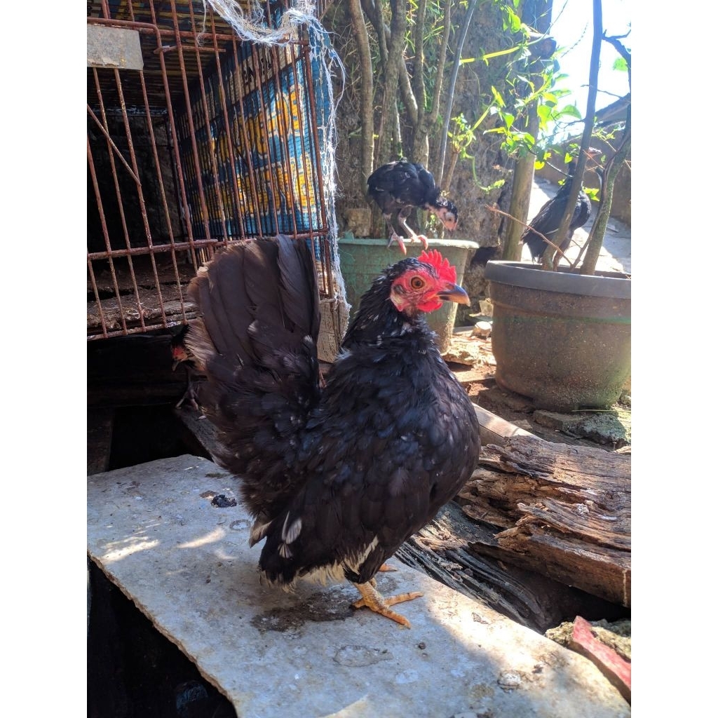 Ayam Hias Serama Sepasang