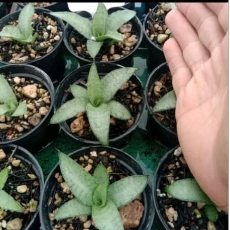sansevieria kumara