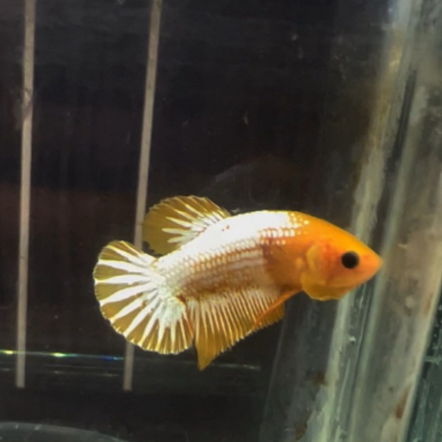 FCCP Yellow