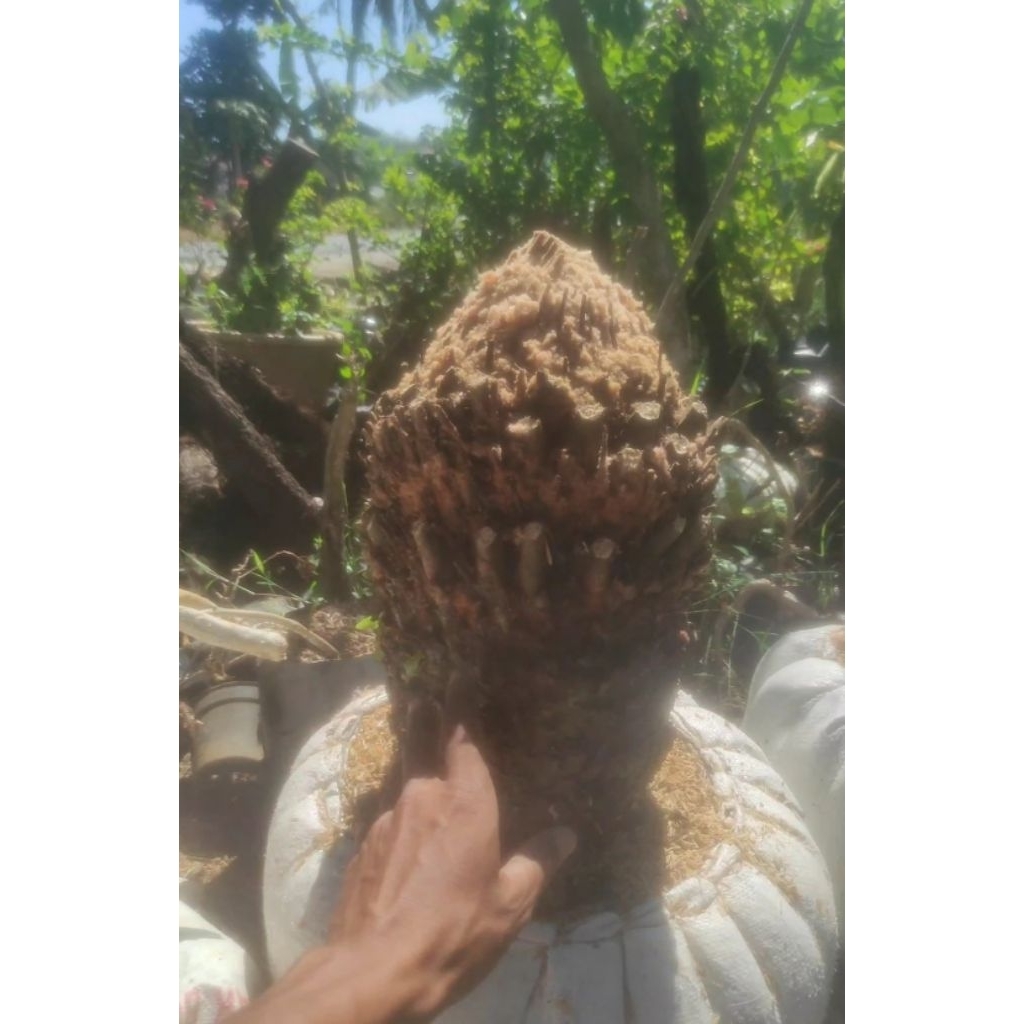 sikas palem jambe