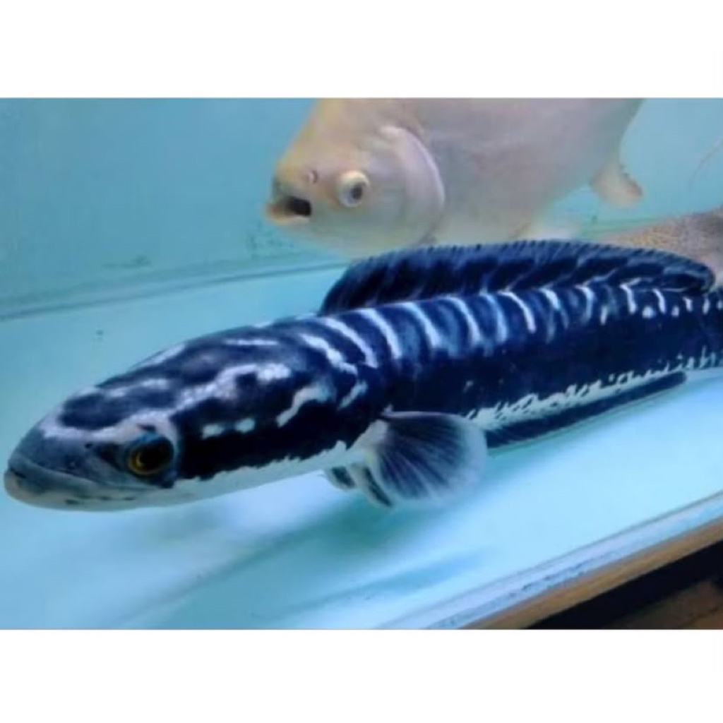 Toman predator ori kalimantan 3-6cm