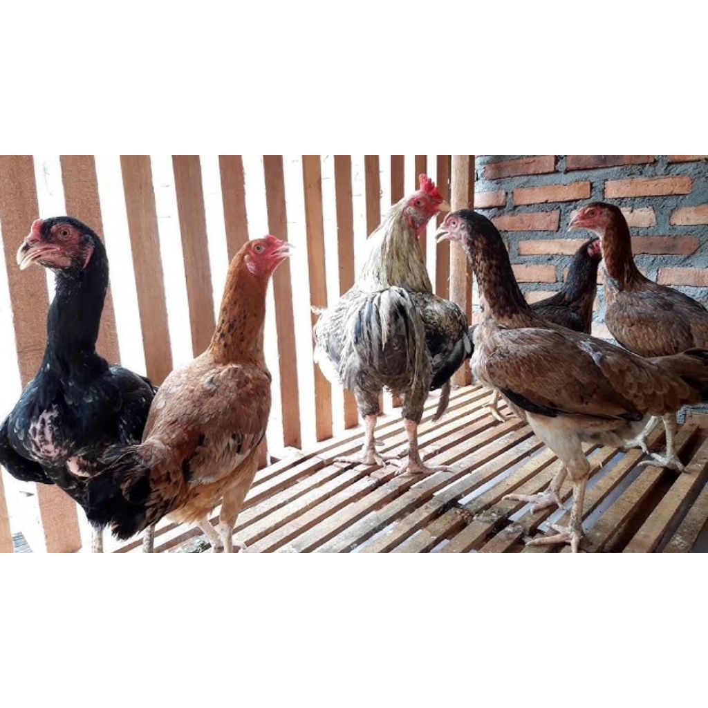 Ayam kampung indukan siap diternak/dipotong