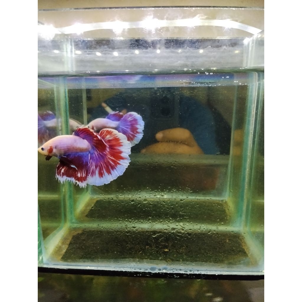 CUPANG HALFMOON