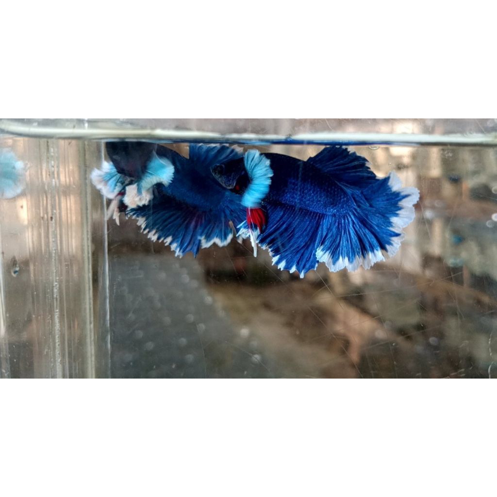 hmde pair (+ pkde & hmde male)