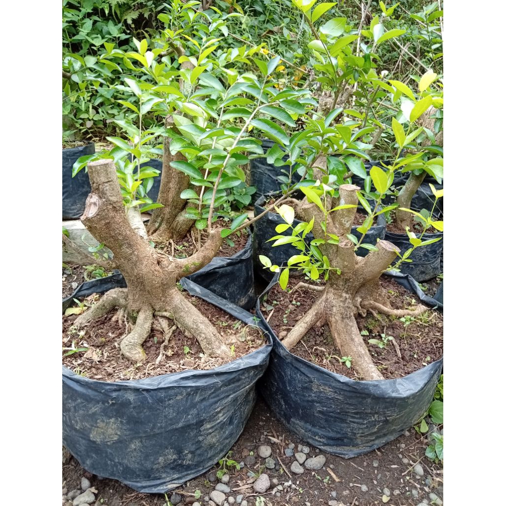 bonsai sianci manis, bonggol jumbo bogel cherry barbados siap program