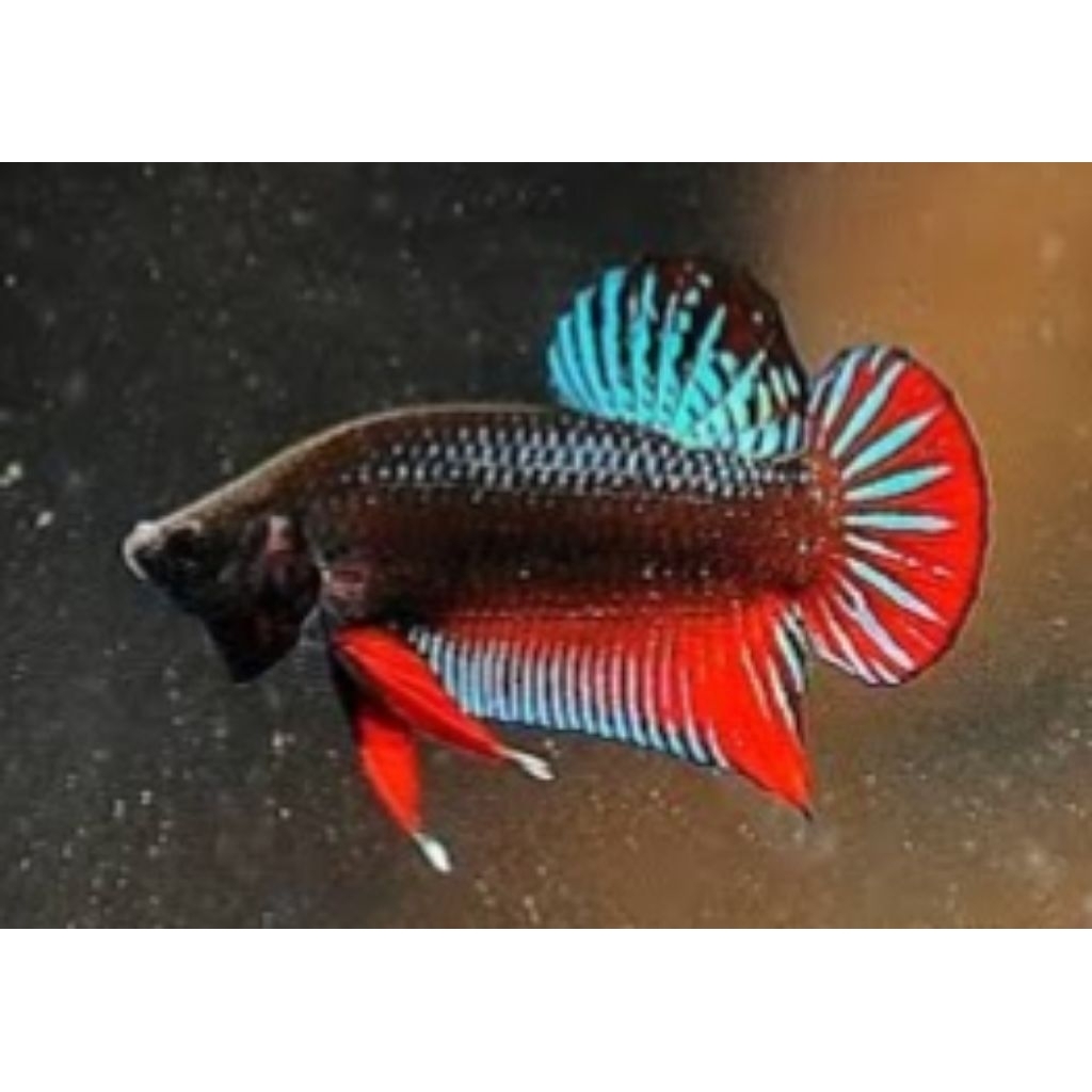 Hiasan Aquarium Cupang Katung Cupang Alam Asli Tangkapan Alam Betta Imbellis Dewasa Size M (Free Pac
