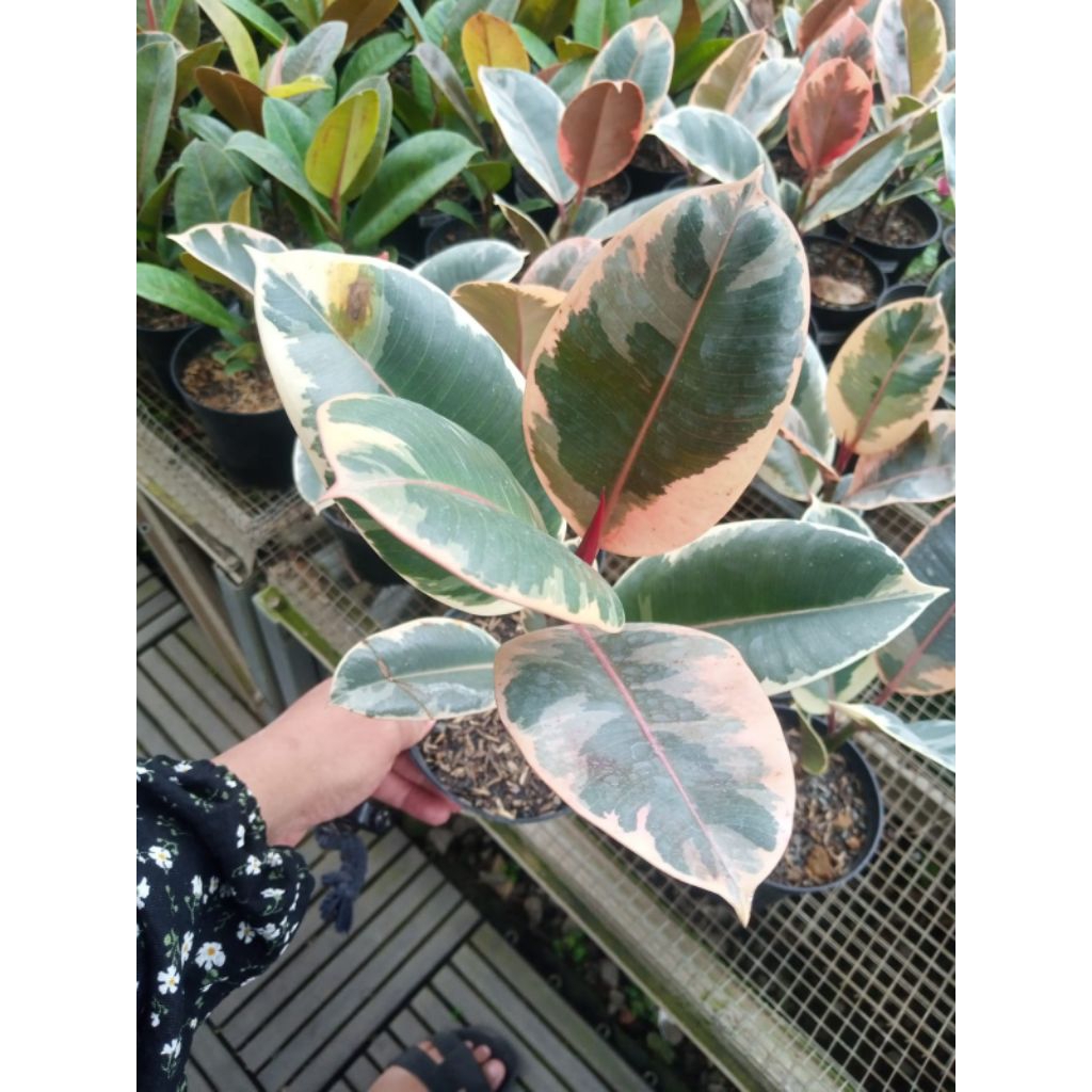 ficus ruby ficus shivereana