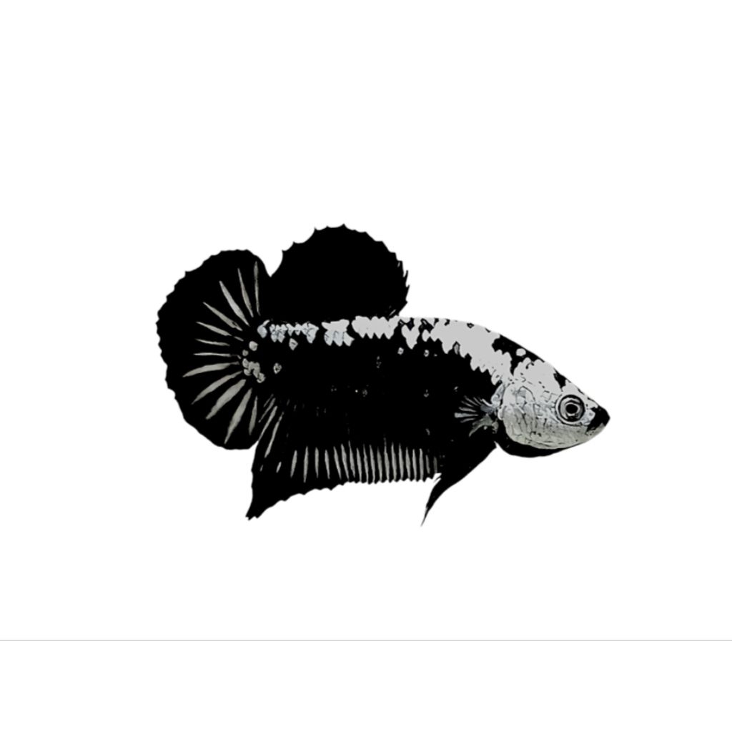PK BLACK MAMBA + CUPANG PLAKAT BLACK MAMBA GRADE A+