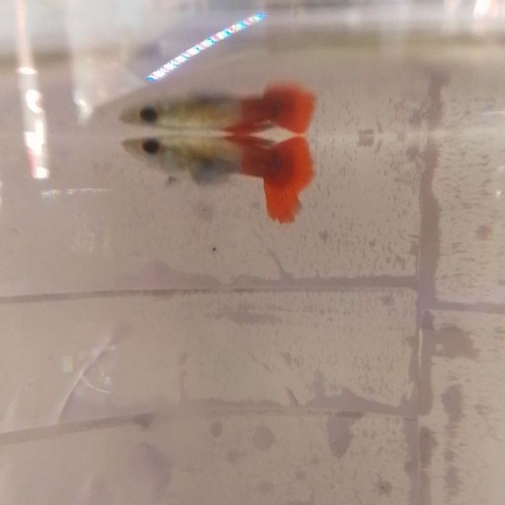 PRTDE guppy