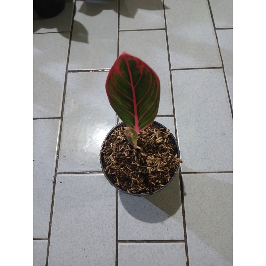 Aglaonema anakan kanza