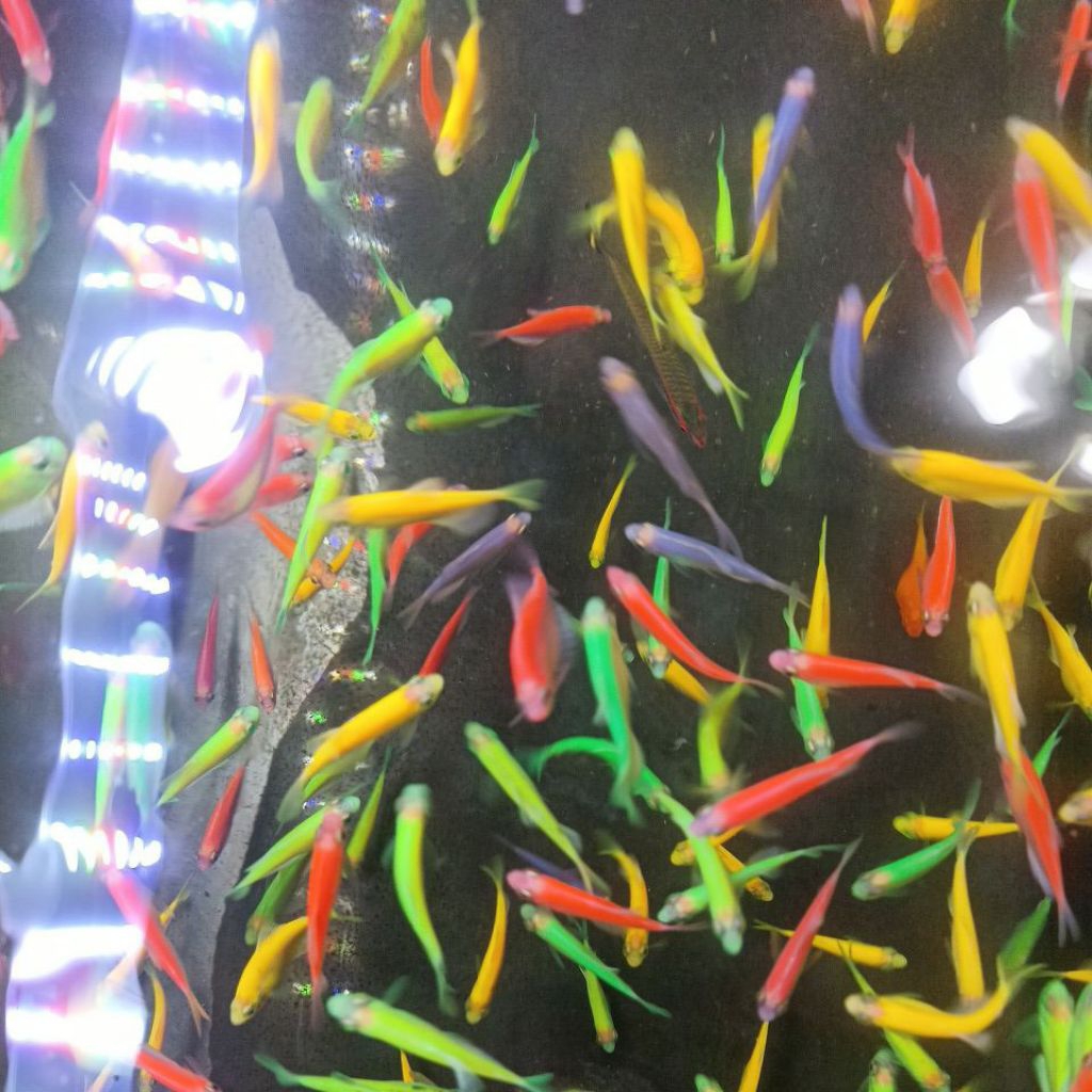 GANTUNGAN GLOFISH