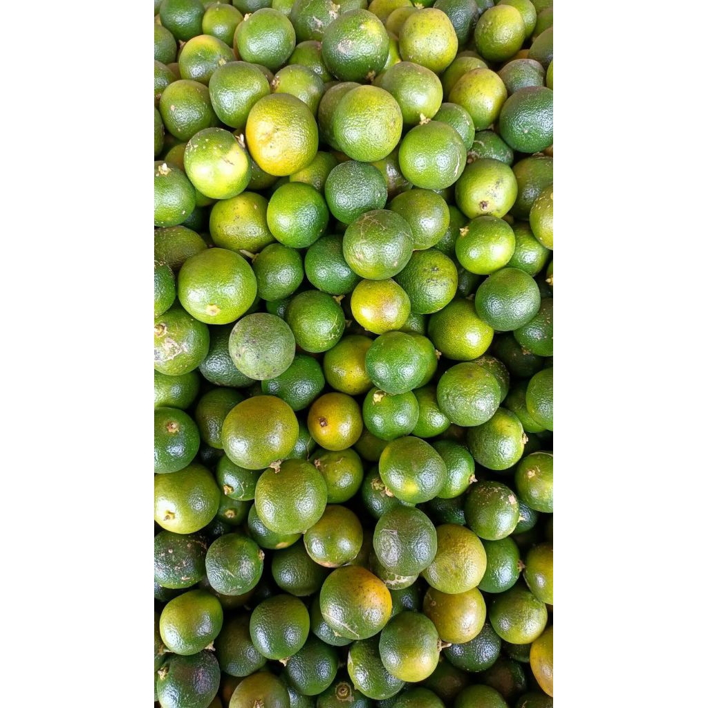 JERUK PERAS JEMBER 1KG