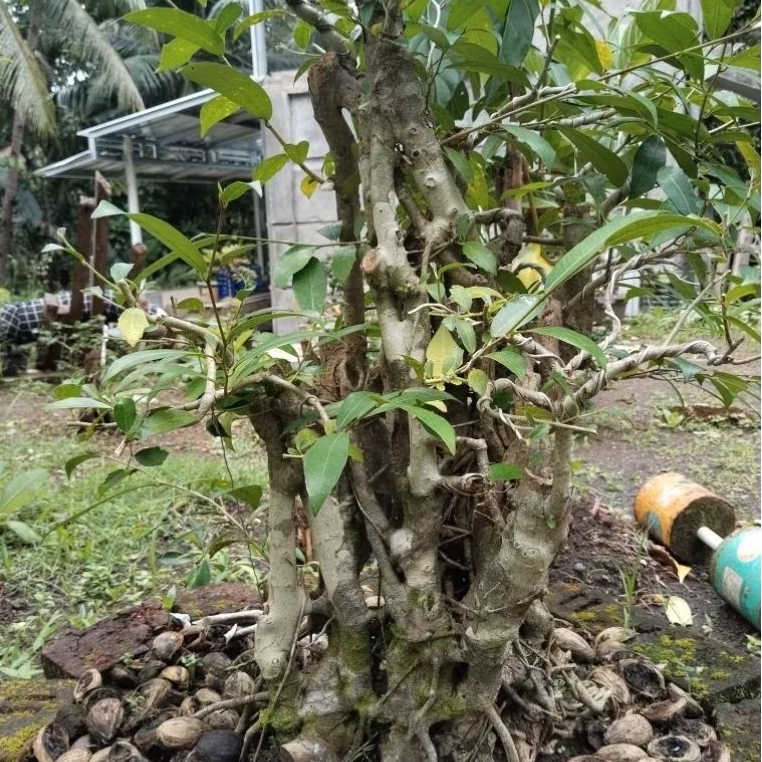 BONSAI dongkelan Bahan bonsai  pereng amplas putih