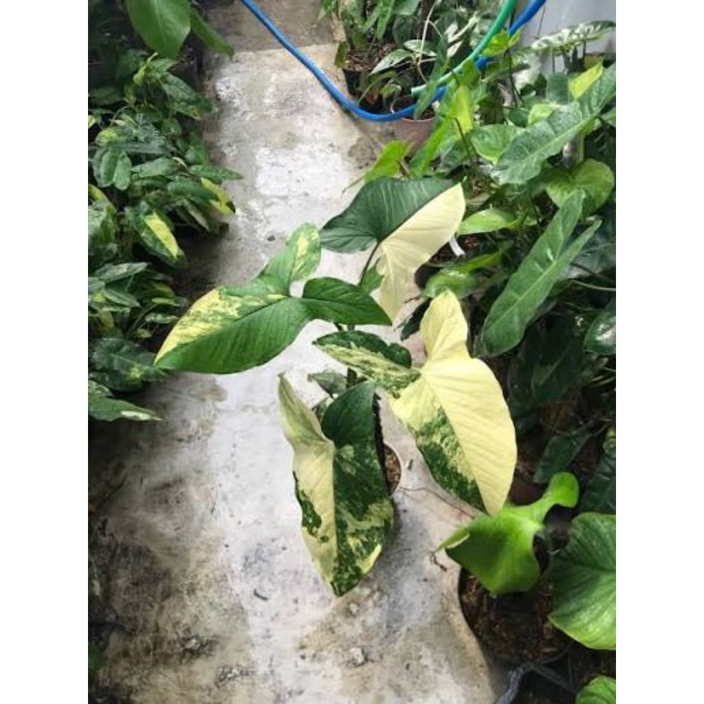 Syngonium Variegata Kuning Aurea | Tanaman Hias Syngonium Yellow Variegated Hidup

