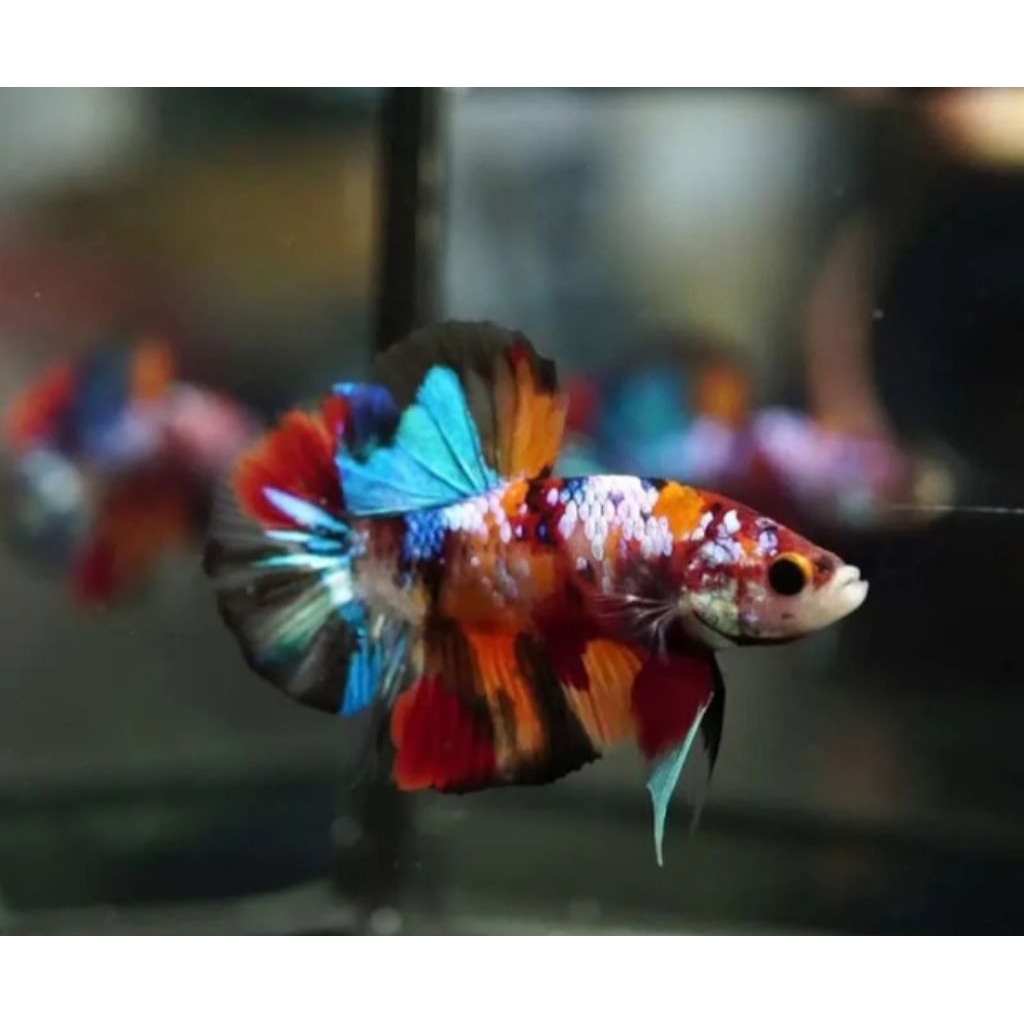 Ikan Cupang Halfmoon Multicolor Berkualitas