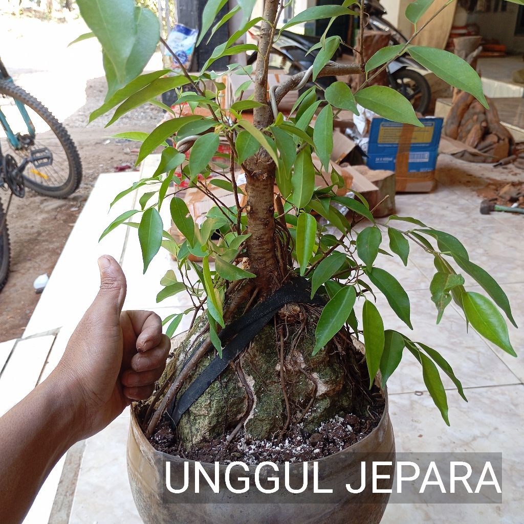 BONSAI BERINGIN BENJAMIN