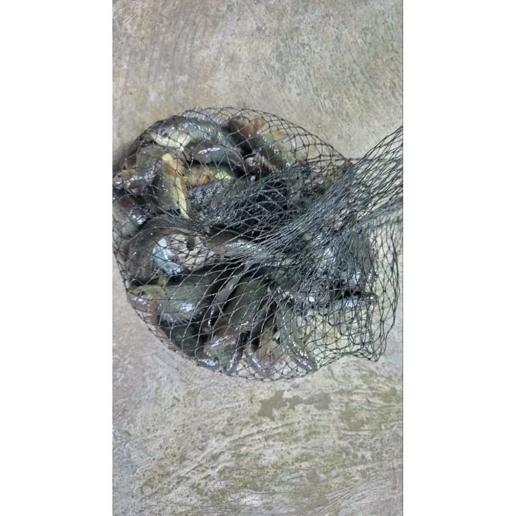 Ikan Betok/Ikan Betik/Ikan Papuyu