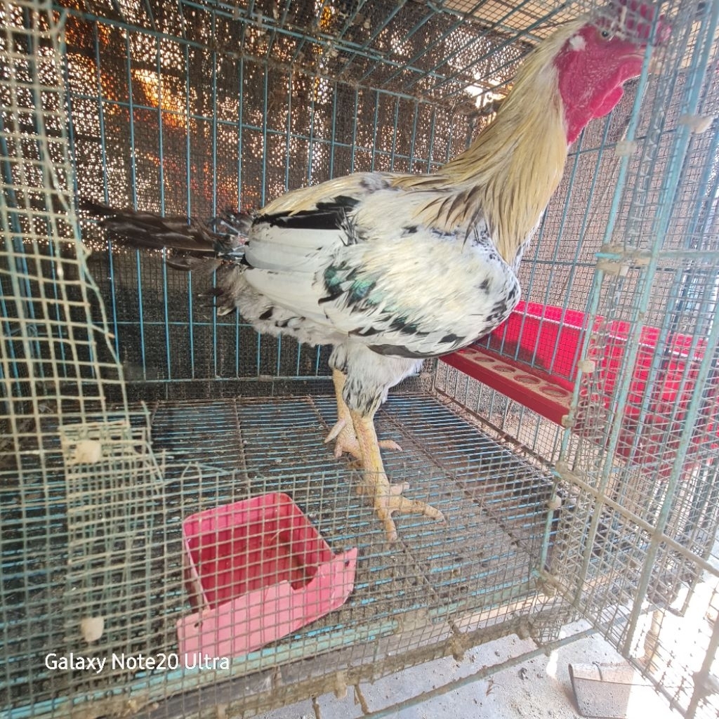 Ayam Kampung KUB 2 Indukan Jantan Seperti Di Foto | Spek Ayam Baca Deskripsi Produk