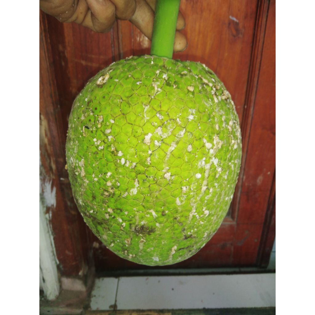 BUAH SUKUN KERIPIK 1 PCS 2KG