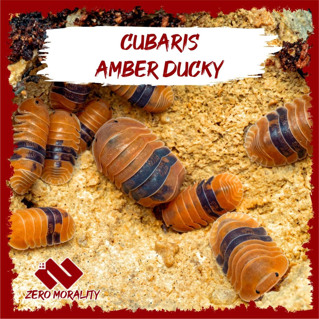 ISOPOD CUBARIS AMBER DUCKY SIZE ADULT