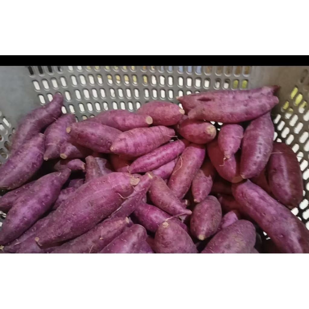 Ubi Ungu Murasaki Asli/Ubi Ungu Besih/Ubi ungu Promo