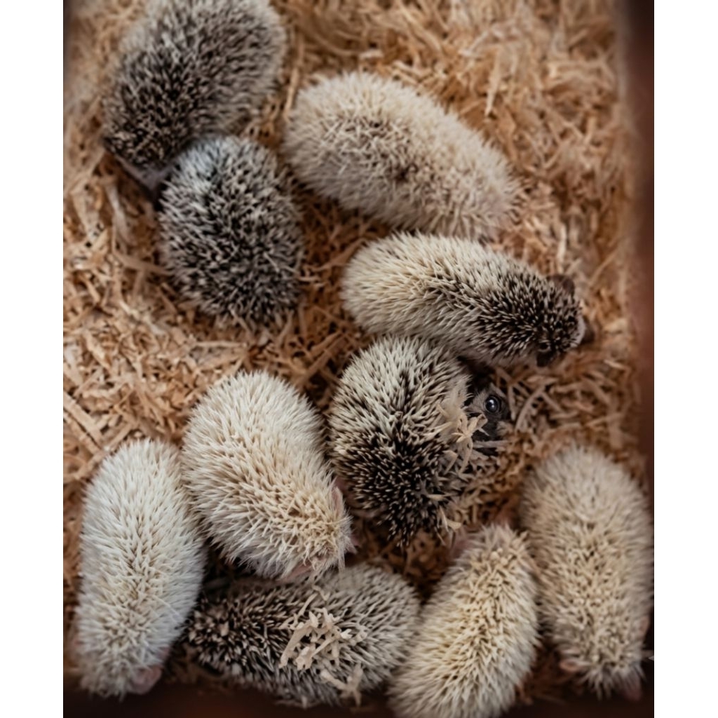 Landak Mini Anakan Lucu