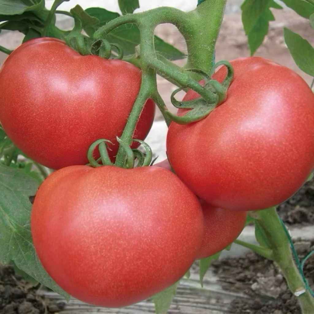 10 Biji Benih Tomat Merah Jumbo Import Premium | Bibit Tomat Buah Besar, Cepat Tumbuh & Mudah Ditana
