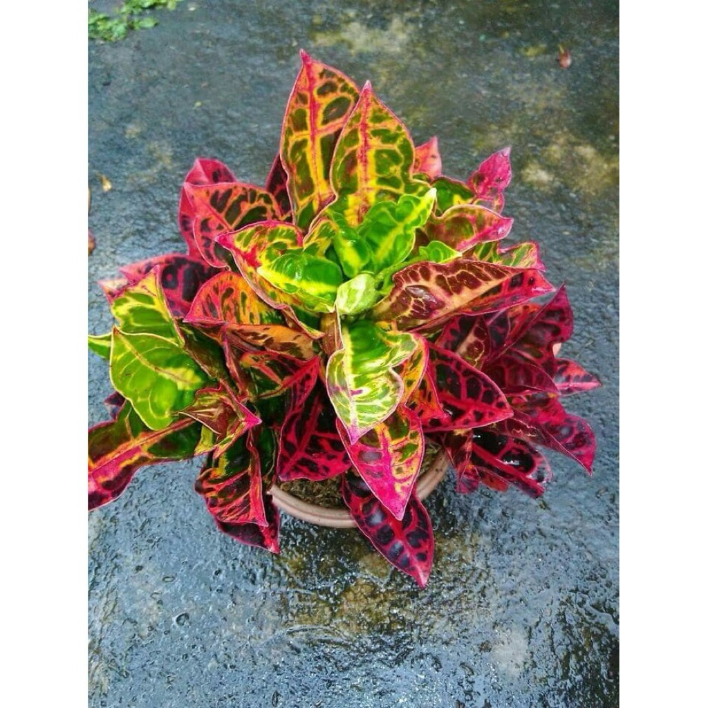 Tanaman puring kura kura merah/Tanaman hias pot cantik