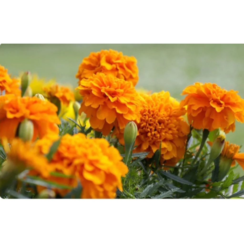 Benih Marigold Orange